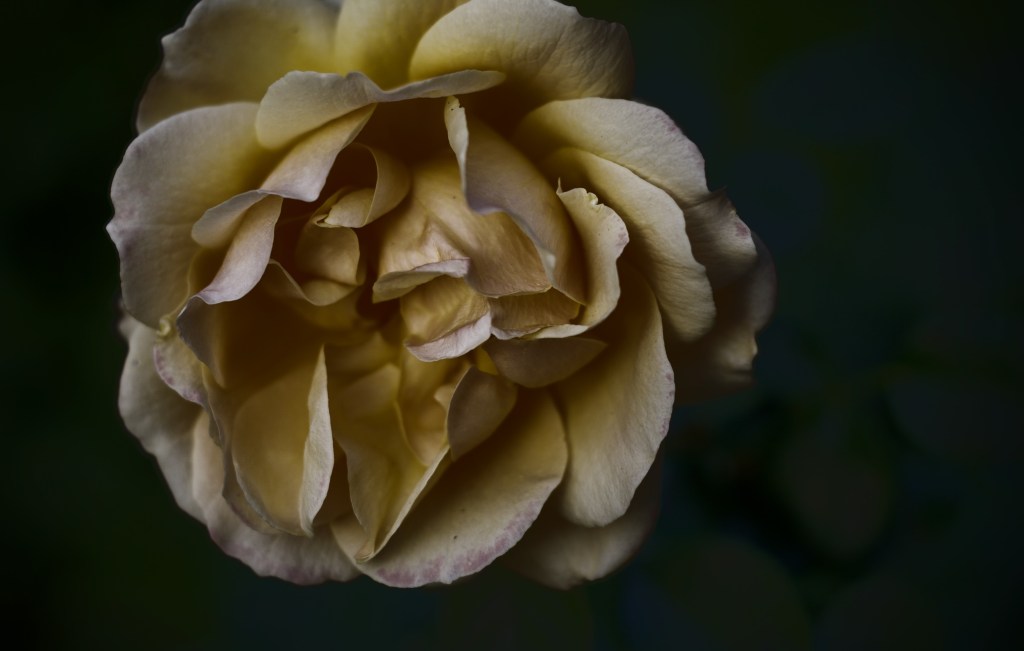 A Rose from Homer’s&nbsp;Grave